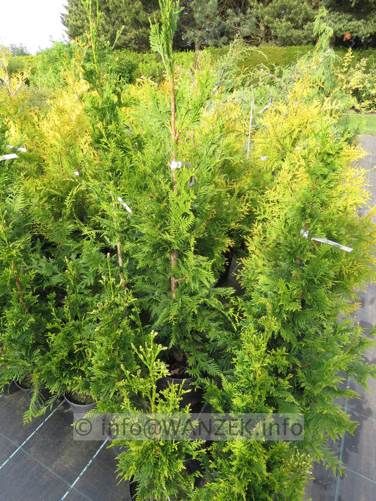 Thuja plicata Can-Can 01.JPG